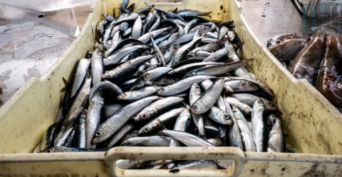 Da "oro del mare" a prodotto di poco valore: il pesce azzurro non lo vuole pi� nessuno